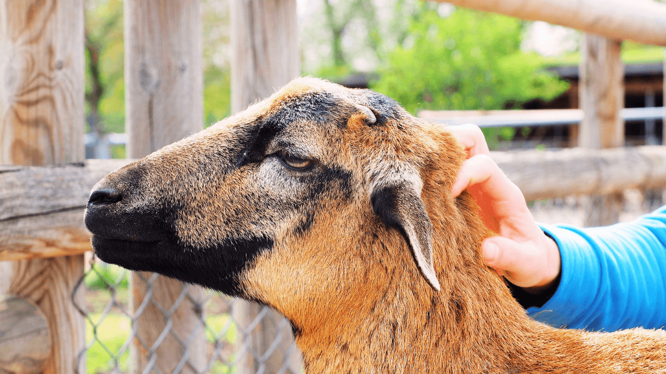 Él es tu Pastor: descansa en Su cuidado